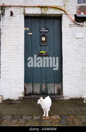 Door of a house, and white cat, at the Our Lady Ter Hooyen Beguinage, also known as O.L.V. Ter Hoyen Beguinage. Ghent. Belgium Stock Photo