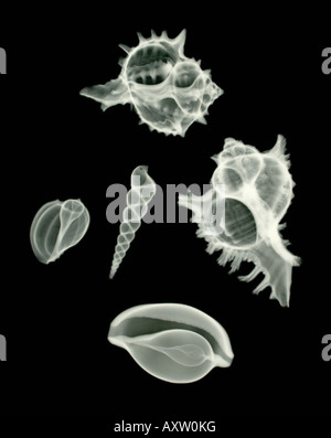 x-ray of a seashell Stock Photo