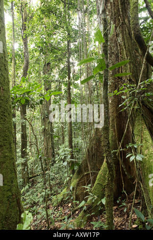 Large tree in tropical rainforest Stock Photo