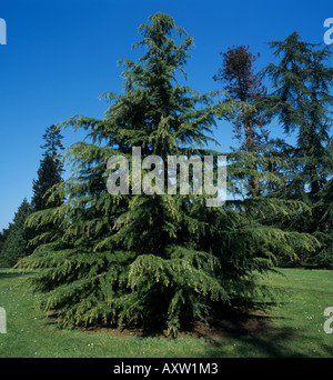 An ornamental cedar Cedrus deodara Aurea in a pinetum at Bicton Gardens Devon Stock Photo