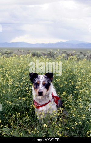 Photo of an Australian Shepherd Blue Heeler Mix Dog sitting on the edge of a field Stock Photo