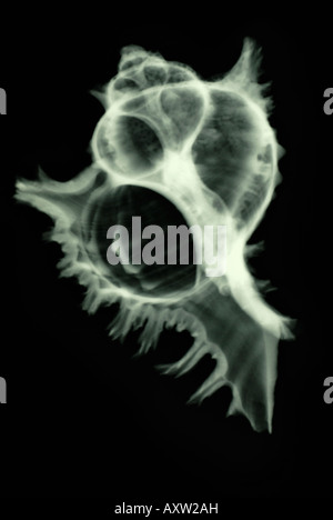 x-ray of a seashell Stock Photo