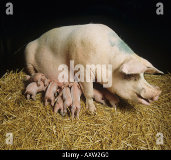 Large white sow with her 4 day old piglets on straw bedding Stock Photo