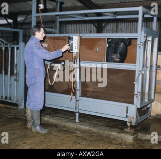 Stockman weighing Piedmontese x Holstein bull in enclosed scales Stock Photo