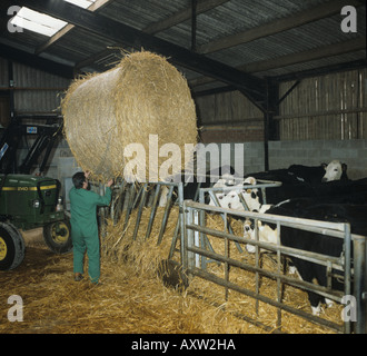Straw handling putting round straw bale in animal feed with housed Hereford cross cattle Stock Photo