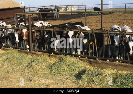 Alfalfa silage on a dairy farm in Northern Italy Stock Photo - Alamy