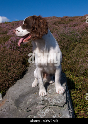 English Springer Spaniel sitting on moorland rock, North Yorkshire, UK Stock Photo