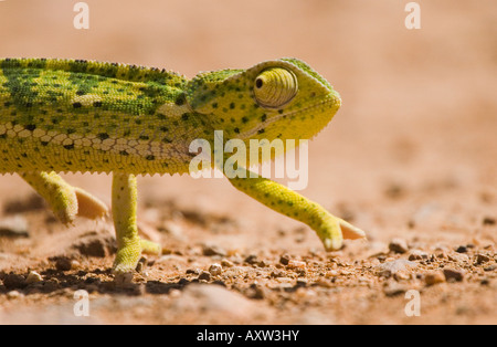 Dwarf chamaeleon Chamaeleon Pumilus Stock Photo