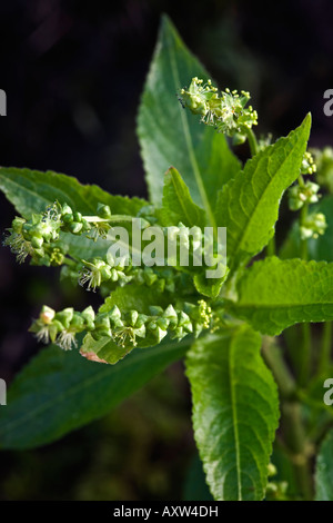 Mercurialis perennis Dogs mercury in woodland Stock Photo