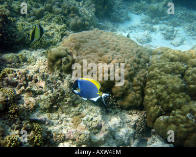 Powder Blue Surgeon Fish / Tang [Bandos Island Reef, Kaafu Atoll, Maldives, Asia]                                              . Stock Photo