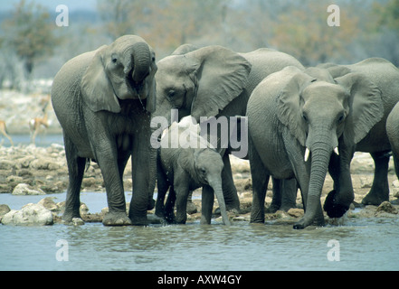 African Elephant (Loxodonta africana) at water hole, Etosha National Park, Namibia