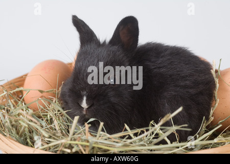 black bunny in the basket and eggs Stock Photo