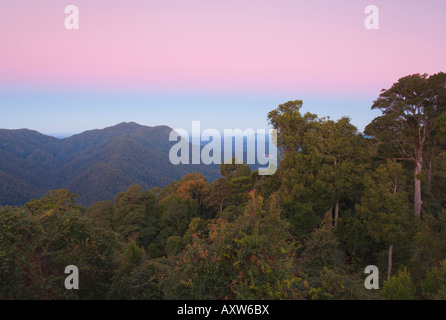 Rainforest canopy, Dorrigo National Park, UNESCO World Heritage Site, New South Wales, Australia, Pacific Stock Photo