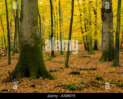 A small stream near Bolderwood in the New Forest Hampshire, taken  'contre-jour' meaning against the light Stock Photo - Alamy