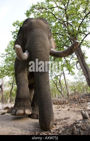 Indian elephant (Elephus maximus), Bandhavgarh National Park, Madhya Pradesh state, India, Asia Stock Photo