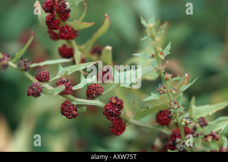 blite goosefoot, strawberry blite (Chenopodium capitatum, Blitum capitatum), fruits Stock Photo