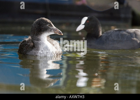 Coot adult and young Fulica Atra Stock Photo