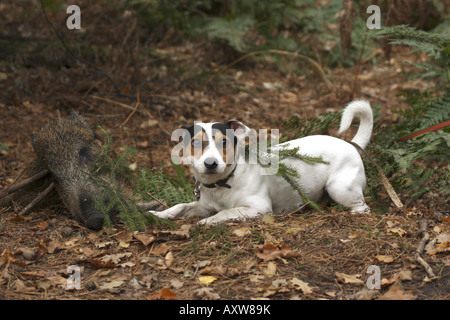 Jack Russell Terrier (Canis lupus f. familiaris), hunting dog tracking an animal and passing an hunting exam, Germany Stock Photo