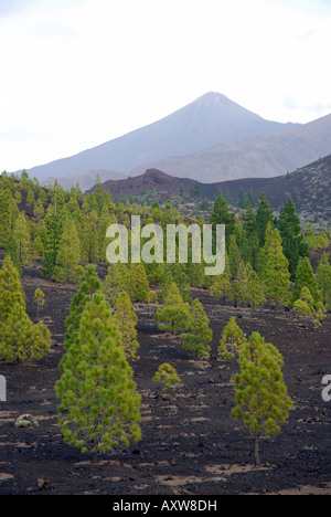 Canary pine (Pinus canariensis), Canary pine grow on field of lava on the island of Tenerife, Spain, Tenerife Stock Photo