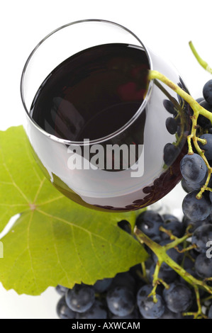 grape-vine, vine (Vitis vinifera), Franconia wine Trollinger and Bunch of Grapes Stock Photo