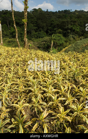 Garden plants being grown between La Fortuna and San Ramon, Costa Rica Stock Photo