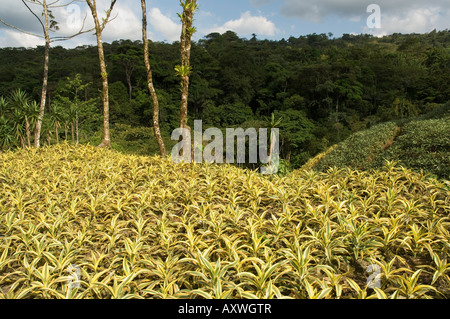 Garden plants being grown between La Fortuna and San Ramon, Costa Rica Stock Photo