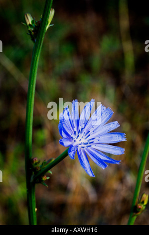 Succory Field of blue Chicory. Cichorium intybus flowers, called as blue ...