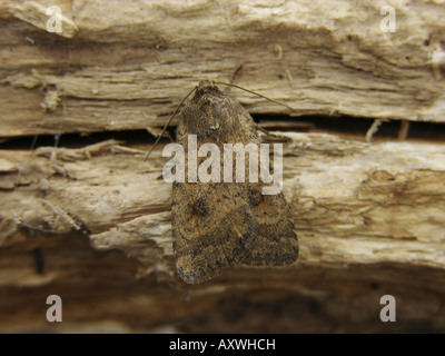 Mottled Rustic (Caradrina morpheus), on deadwood Stock Photo