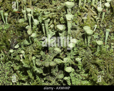 Pixie-cup lichen (Cladonia fimbriata), close-up Stock Photo