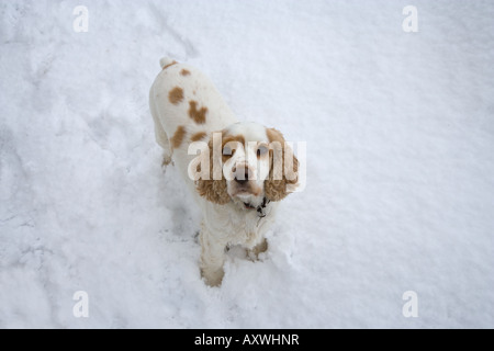 Cocker Spaniel in Winter snow Norfolk Stock Photo