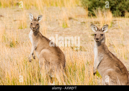 Eastern grey kangaroos, Wilsons Promontory National Park, Victoria, Australia, Pacific Stock Photo