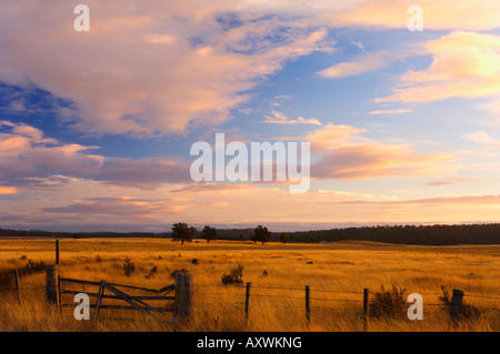 Pasture at sunset, Bronte Park, Tasmania, Australia, Pacific Stock Photo