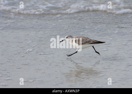 Sanderling Calidris alba on Fort Myers beach Florida Stock Photo