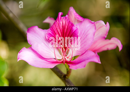 butterfly tree bauhinia monandra Stock Photo