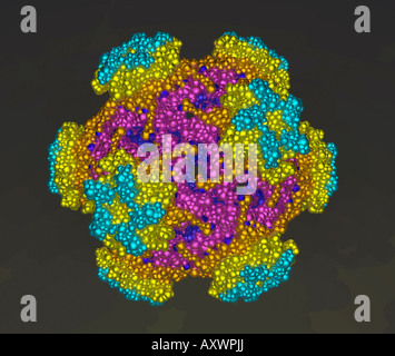 computer generated three dimensional model of human papilloma virus, responsible for causing cancer of the cervix Stock Photo