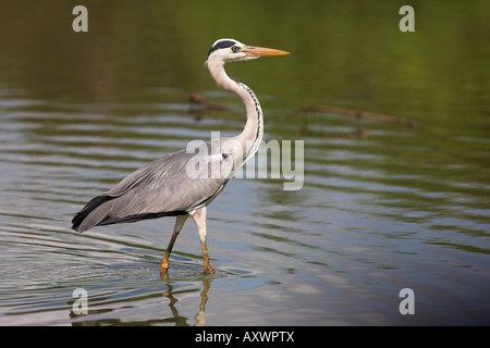 Grey heron (Ardea cinerea), Kruger National Park, Mpumalanga, South Africa, Africa Stock Photo