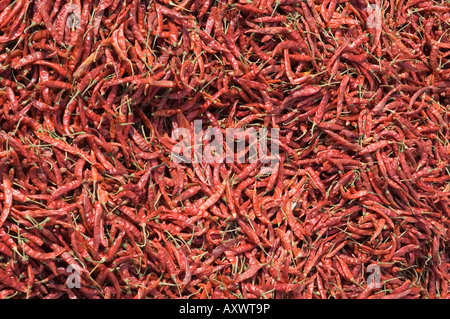 Chilli peppers, India Stock Photo