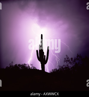 Cactus silhouetted against lightning, Tucson, Arizona, United States of America (U.S.A.), North America Stock Photo