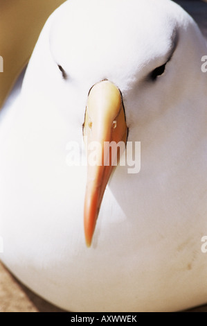 Close-up of black-browed albatross head (Thalassarche melanophris), Saunders Island, Falkland Islands, South Atlantic Stock Photo