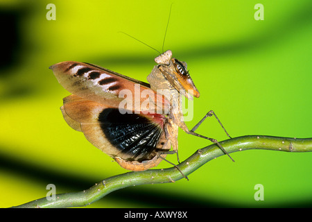 Dead Leaf Mantis, Dead Leaf Praying Mantis (Deroplatys desiccata). Threat display