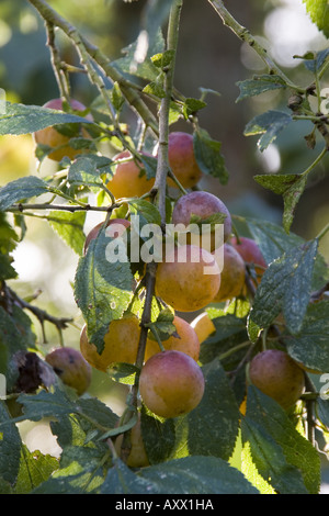 Golden Bullace Prunus domestica insititia autumn fruit Stock Photo - Alamy