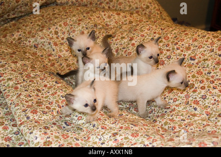 4 week hot sale old siamese kittens