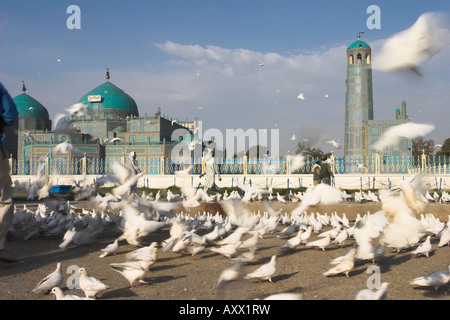 Famous white pigeons at the Shrine of Hazrat Ali, founded by the Seljuks in the 12th century, Mazar-I-Sharif, Afghanistan, Asia Stock Photo