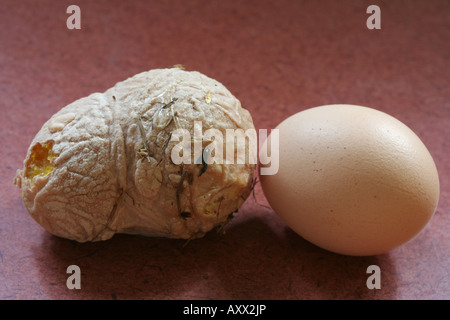 Deformed egg from an internal laying hen (left) and normal egg (right). Stock Photo