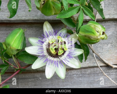 passion flower Stock Photo