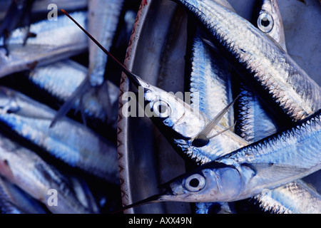 Fish market, Stone Town, island of Zanzibar, Tanzania, East Africa, Africa Stock Photo