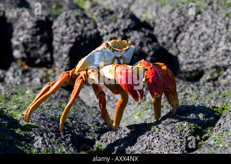 Sally light foot crabs looks for algae on rocks Stock Photo