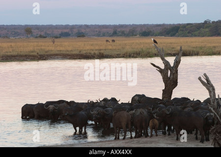 African buffalos, Syncerus caffer, Chobe River, Chobe National Park, Botswana, Africa Stock Photo