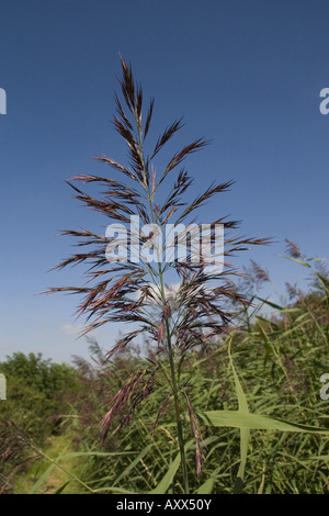 common reed Stock Photo