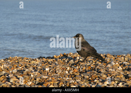 Jackdaw on Aldeburgh beach Stock Photo